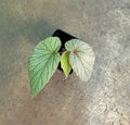 Begonia Sinbad