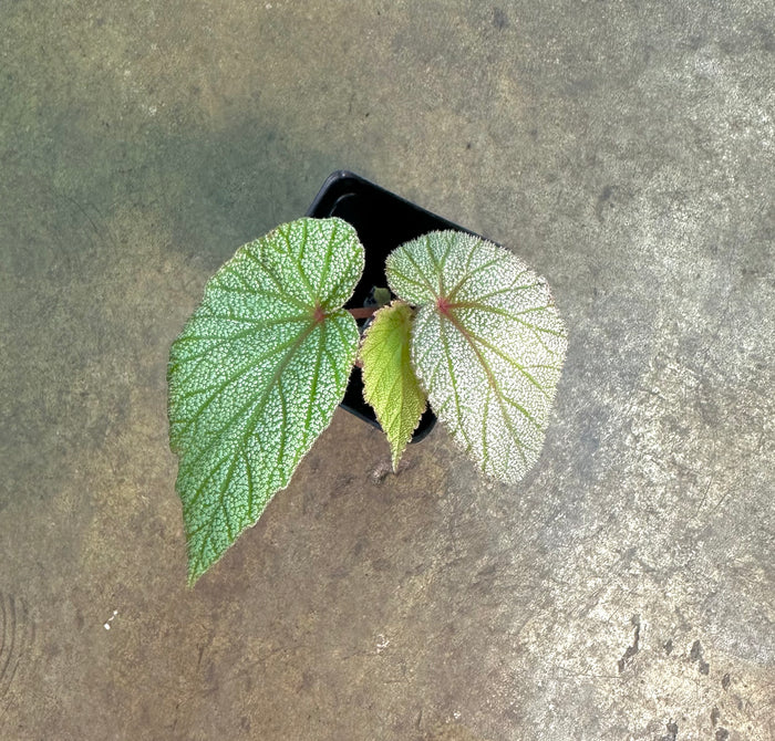Begonia Sinbad