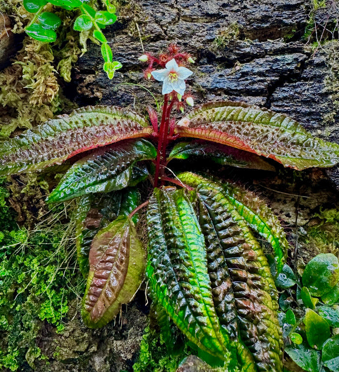Triolena pustulata image 3