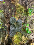 Pilea repens