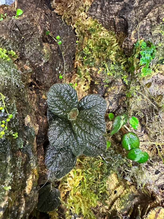Pilea repens