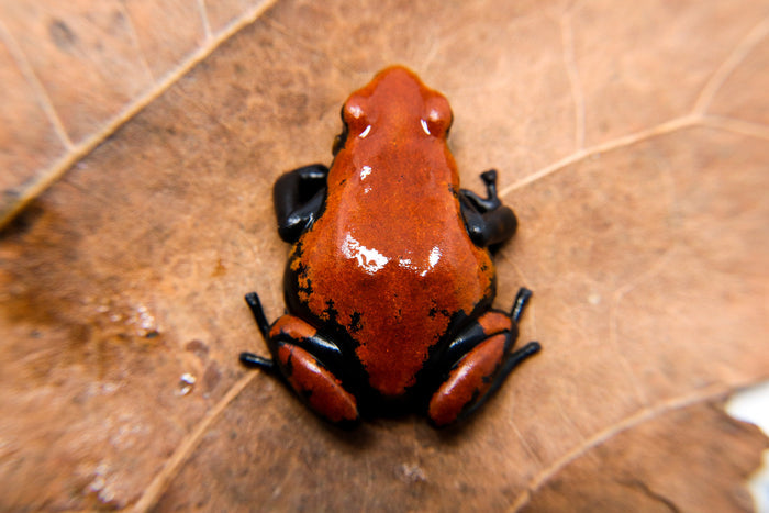 Adelphobates galactonotus "Red" image 2