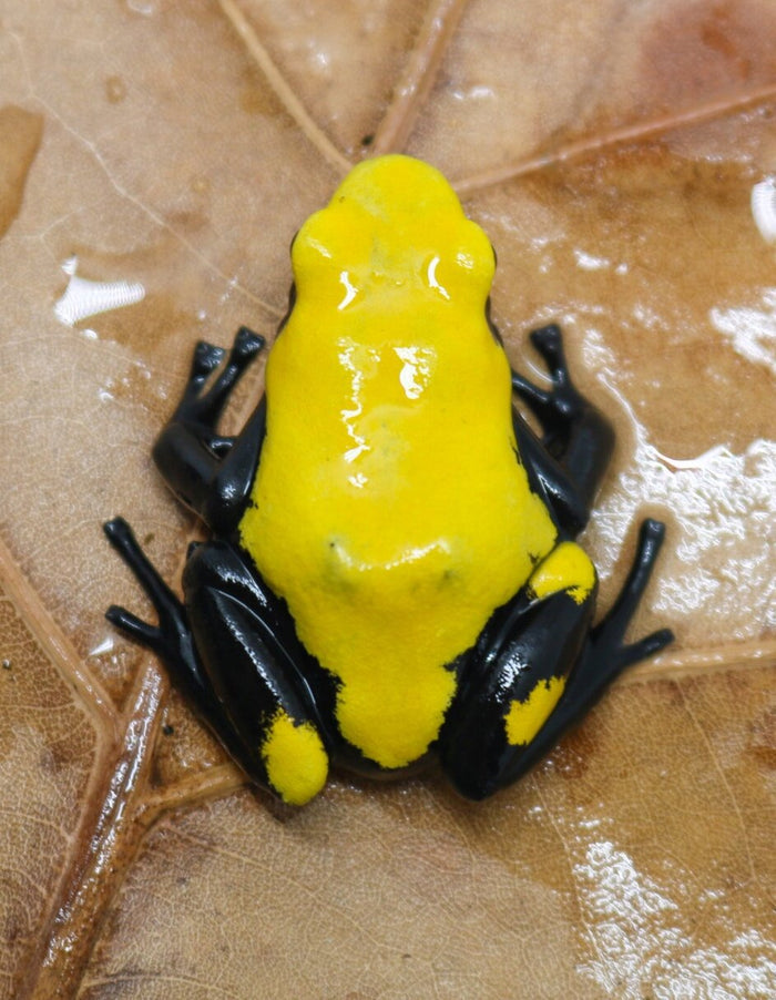 Adelphobates galactonotus "Yellow" image 2