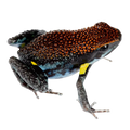 Ameerega bilinguis - Tadpole
