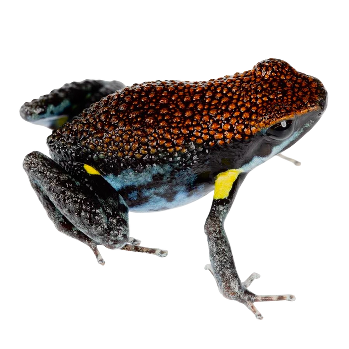 Ameerega bilinguis - Tadpole