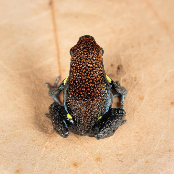 Ameerega bilinguis - Tadpole image 2