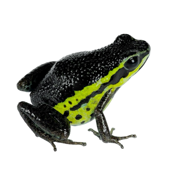Ameerega pongoensis