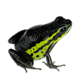 Ameerega pongoensis