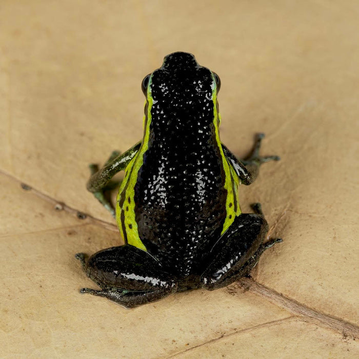 Ameerega pongoensis image 2
