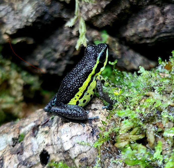 Ameerega pongoensis image 3
