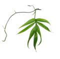 Amydrium zippelianum