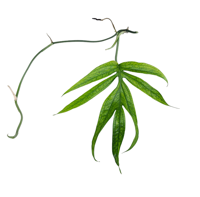 Amydrium zippelianum
