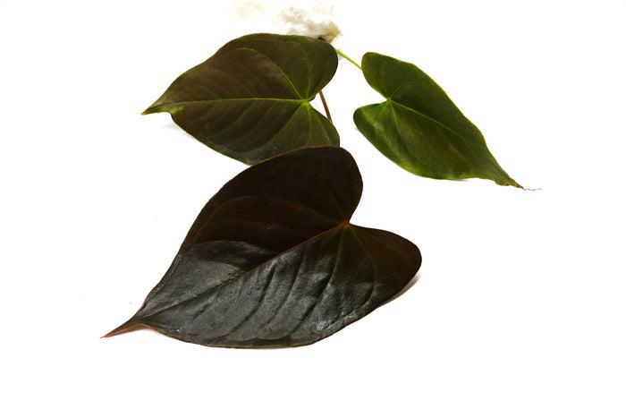 Anthurium chamberlanii