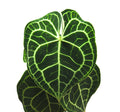 Anthurium clarinervium