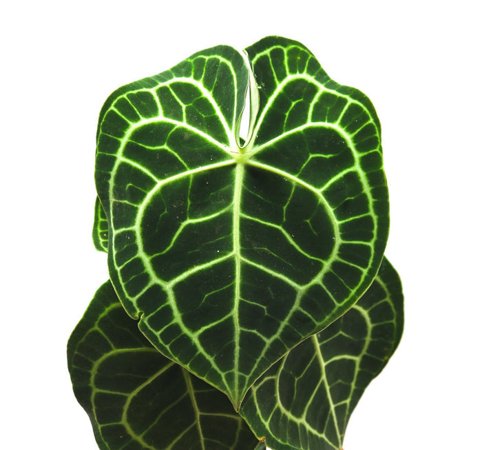 Anthurium clarinervium