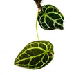Anthurium crystallinum