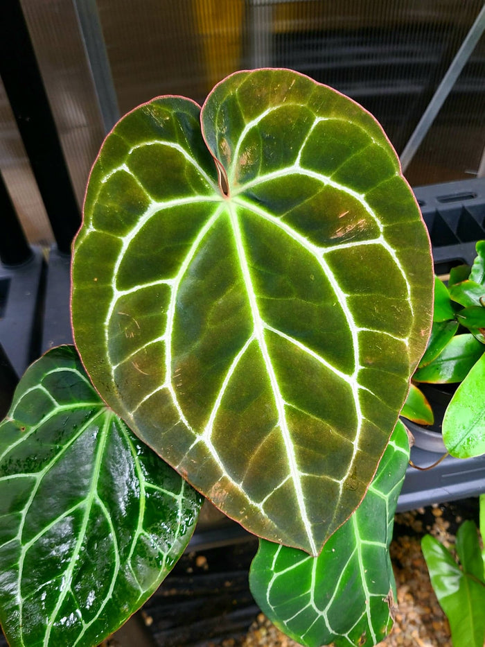 Anthurium crystallinum image 2