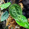 Anthurium forgetii "Dark Form"