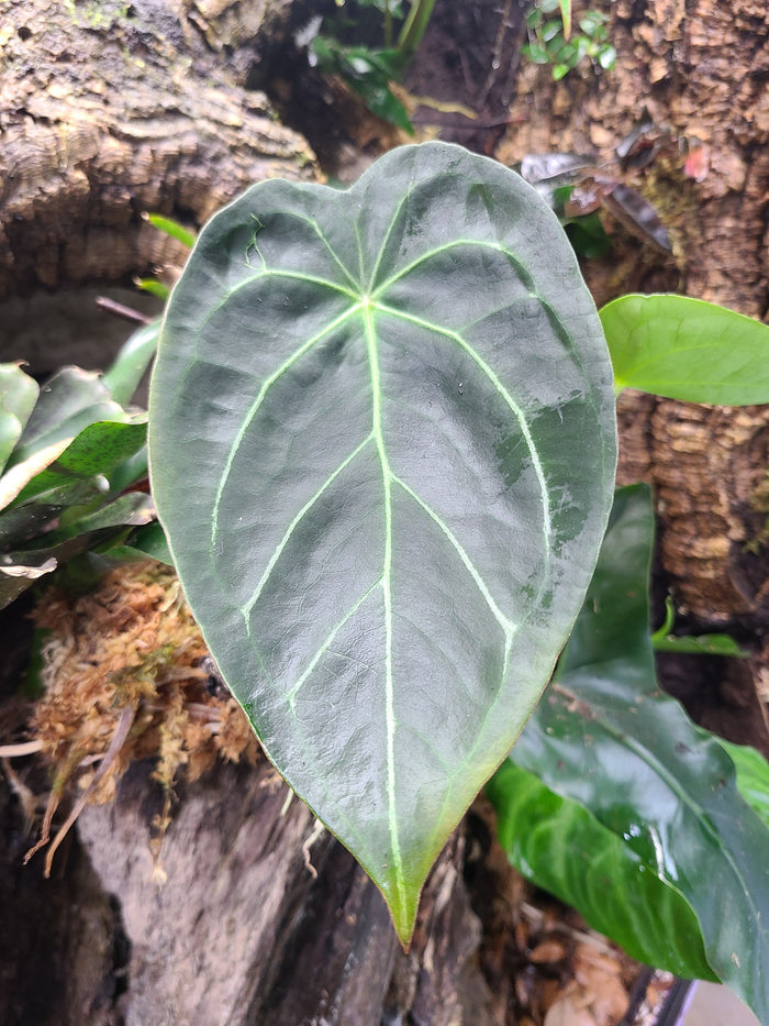 Anthurium magnificum x forgetii image 2
