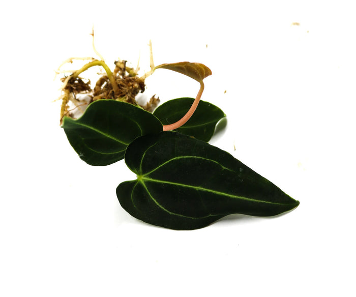 Anthurium regale
