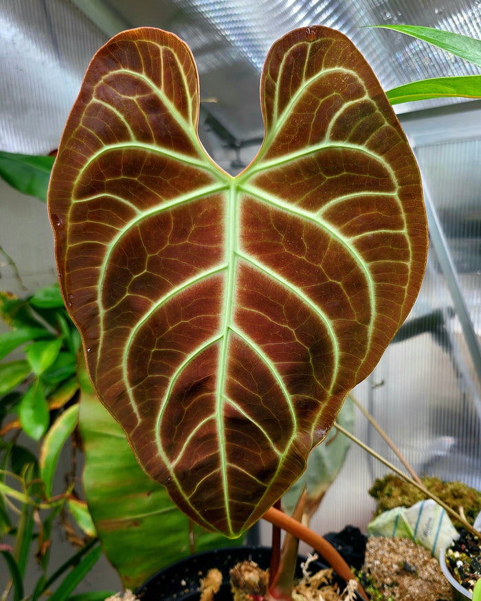 Anthurium regale image 2