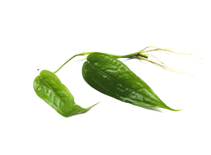 Anthurium sp. Límon