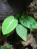 Anthurium villenaorum