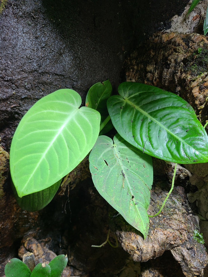 Anthurium villenaorum