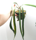 Anthurium vittarifolium
