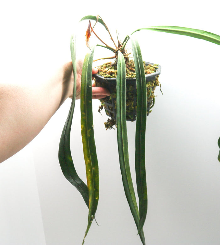 Anthurium vittarifolium