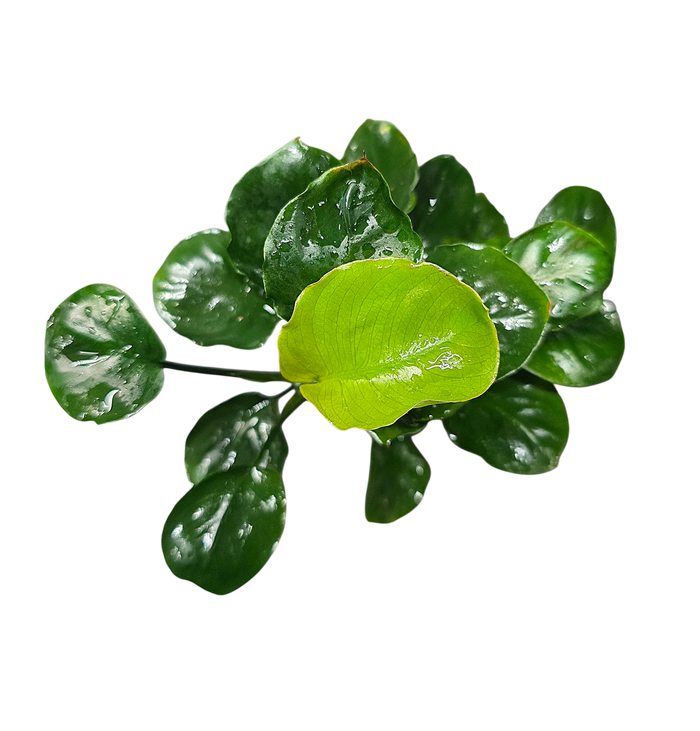 Anubias barteri 'Coin Leaf'