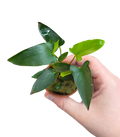 Anubias gracilis