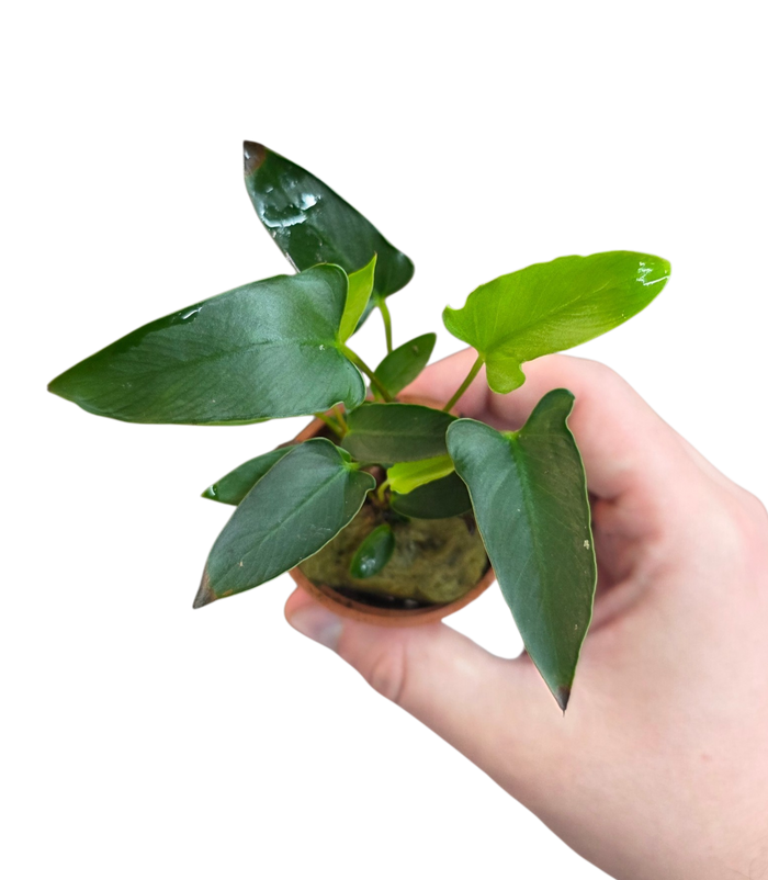 Anubias gracilis