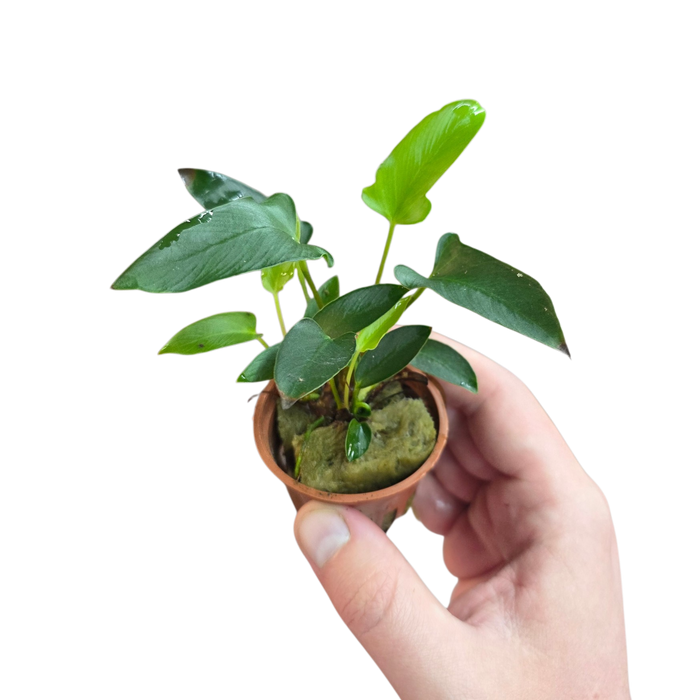 Anubias gracilis