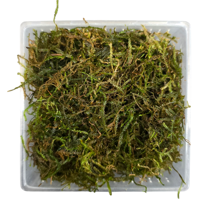 Aquacultured Moss - Vesicularia dubyana - Java Moss
