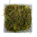 Aquacultured Moss - Vesicularia dubyana - Java Moss