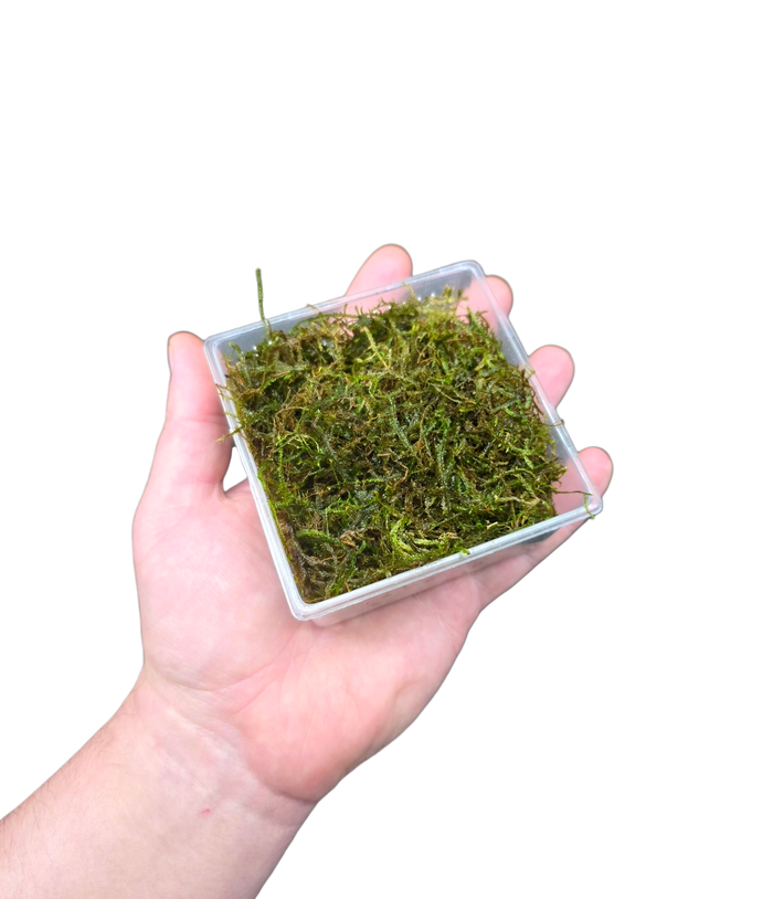 Aquacultured Moss - Vesicularia dubyana - Java Moss image 2