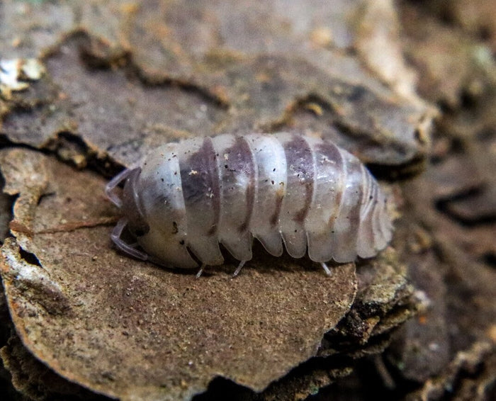 Armadillidium c.f. espanyoli "Marbelized"