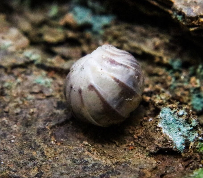 Armadillidium c.f. espanyoli "Marbelized" image 2
