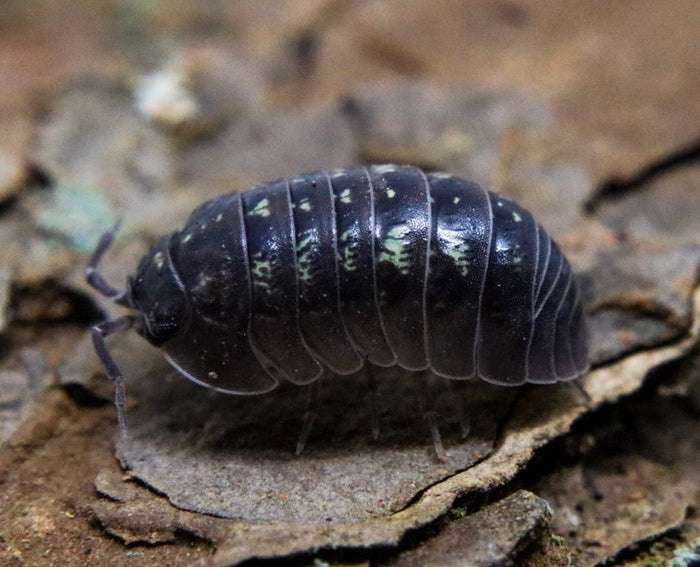 Armadillidium depressum