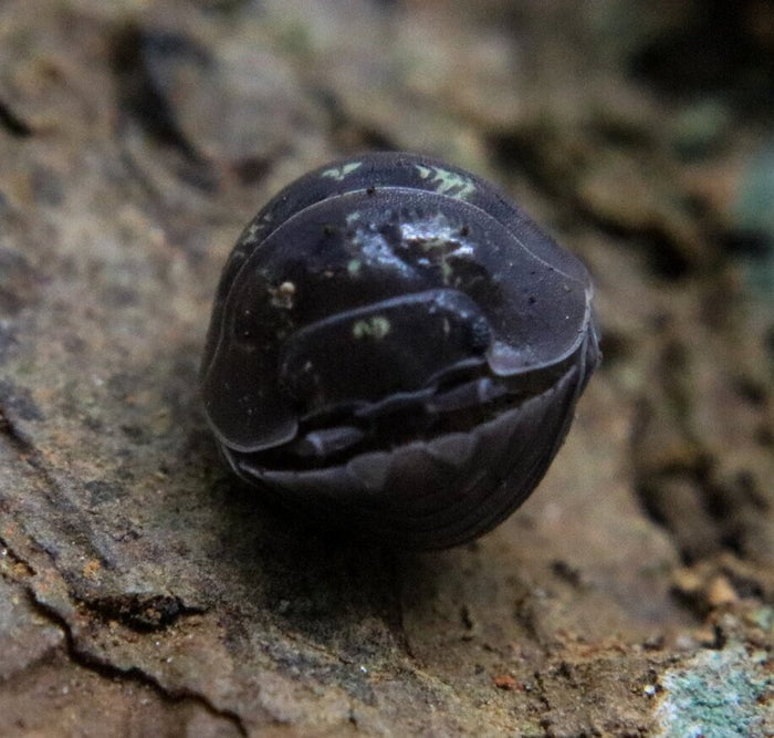 Armadillidium depressum image 2