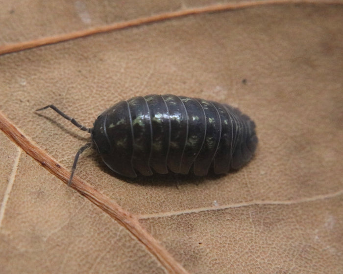 Armadillidium depressum image 3