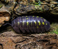 Armadillidium granulatum