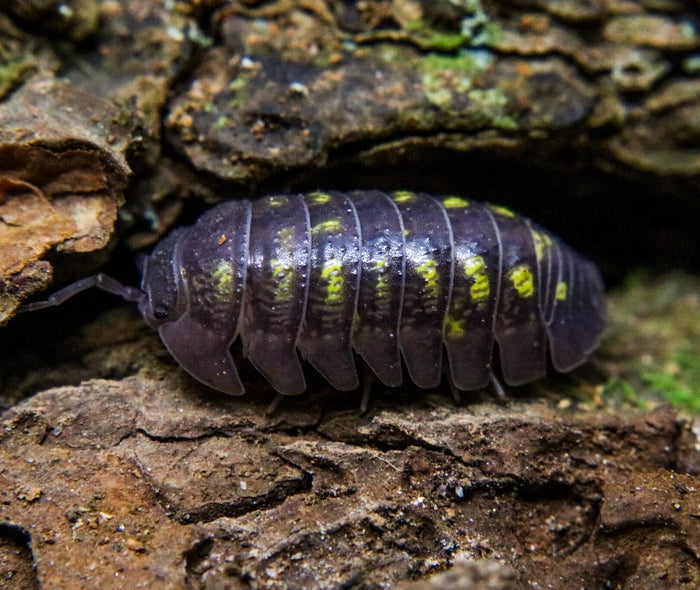 Armadillidium granulatum