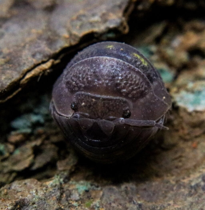 Armadillidium granulatum image 2