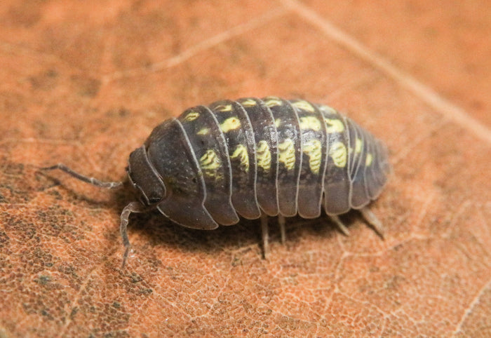 Armadillidium granulatum image 3