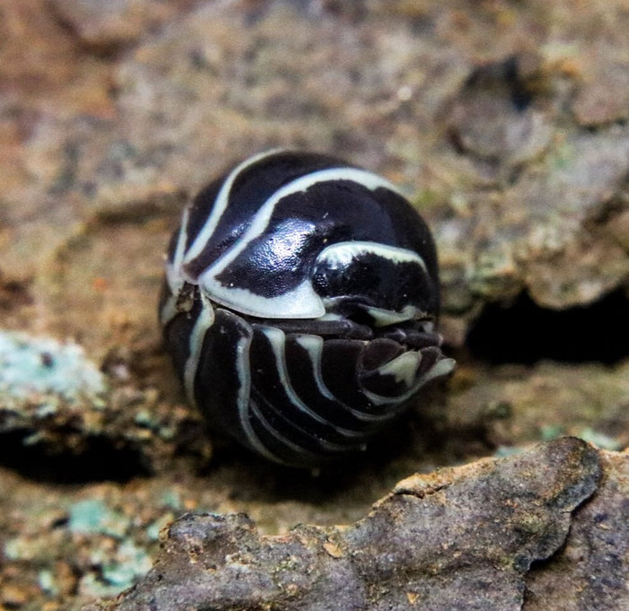 Armadillidium maculatum "Zebra" image 2