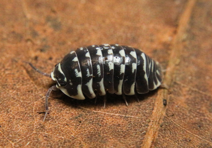 Armadillidium maculatum "Zebra" image 3