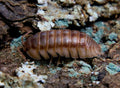 Armadillidium nasatum “Peach”