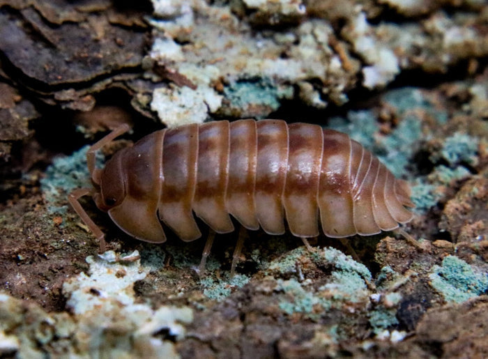Armadillidium nasatum “Peach”